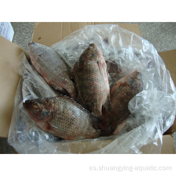 Tilapia negra congelada de alta calidad Fish 200-300G 300-500G